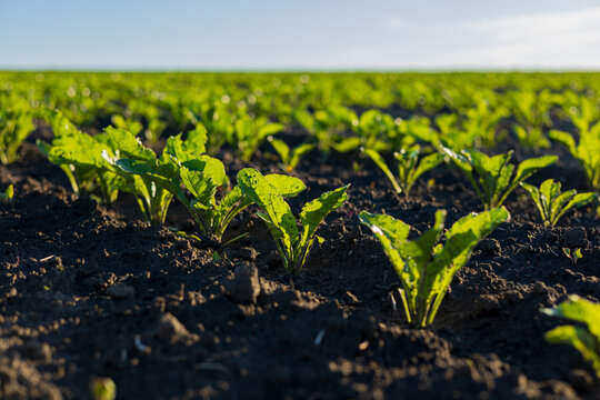 Lush green sugar beet plants grow vigorously in a fertile field under clear blue skies, showcasing healthy agricultural practices
