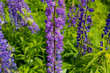 Purple lupine flowers stand tall amidst green foliage, showcasing rich colors under sunlight in a vibrant spring garden