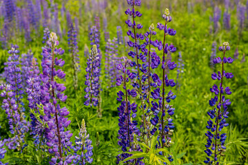 Colorful lupine flowers stand tall in a thriving green field under the warm sun, creating a vibrant natural landscape