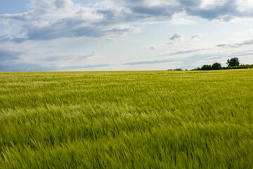 Lush green barley plants grow abundantly in a large field, creating a vibrant agricultural landscape against a backdrop of clouds