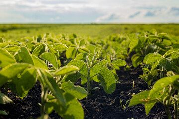 Young soybean plants thrive in a fertile field, basking in sunlight, with rich soil supporting their growth on a clear day
