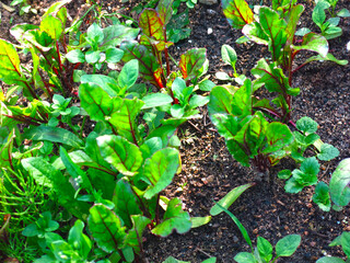 beetroot sprouts come out of the ground in the garden