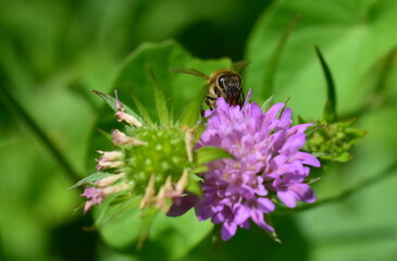 Biene auf einer Witwenblume