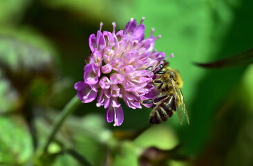 Biene auf einer Witwenblume