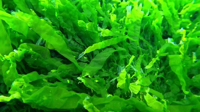 Green algae Enteromorpha intestinalis in the Black Sea in spring swaying near the shore in the Black Sea