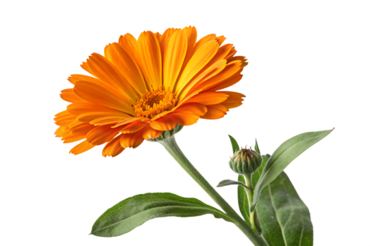 Calendula officinalis bloom close up vibrant flora petal floral design isolated on transparent background