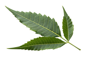 Neem leaf close up medicinal herb ayurveda foliage botanical greenery fresh isolated on transparent background