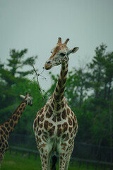 giraffe in the wild