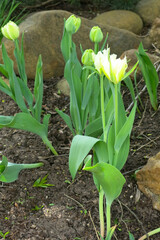 blooming yellow tulip Spring Green