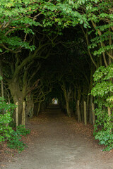 Mystical tree tunnel path in green forest.