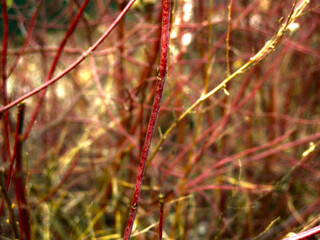 red branches of the shrub in autumn