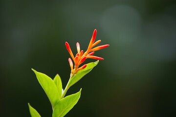 Obraz premium Vibrant red and orange flower blossom close up