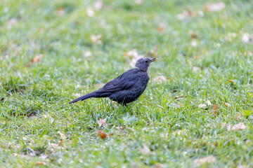 Female Blackbird (Turdus merula) in Dublin, commonly found across Europe in gardens and woodlands