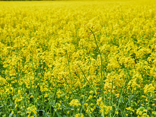 Obraz premium Beautiful yellow rapeseed flower field during daylight
