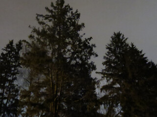 silhouettes of fir trees against the blackening winter sky