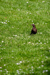 Female Blackbird (Turdus merula) in Dublin, commonly found across Europe in gardens and woodlands