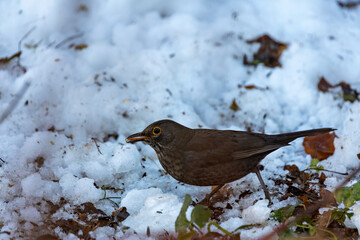 Female Blackbird (Turdus merula) in Dublin, commonly found across Europe in gardens and woodlands