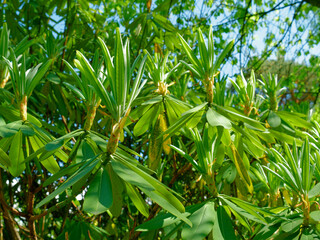 Leaves of a beautiful tropical plant in sunshine