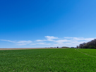 Green meadow under blue sky