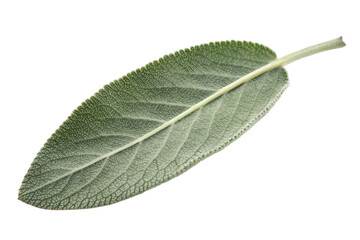 Obraz premium Sage herb leaf close up macro texture culinary spice aromatic flavor isolated on transparent background