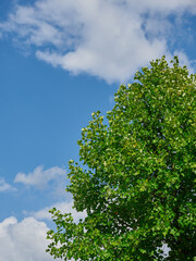 Beautiful shot of a tree with blue sky in the background