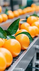 Fresh oranges on conveyor belt in industrial factory setting