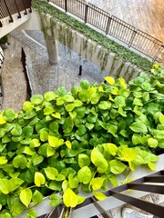 Green ivy leaves on the wall