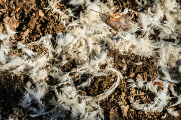 White bird feathers scattered on forest floor.