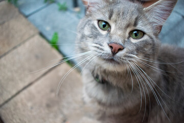close up portrait of a cat