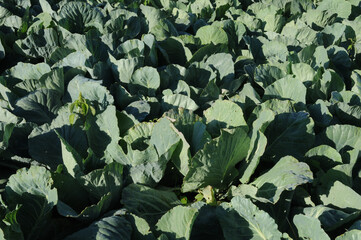 Cabbage in the field, close up of green cabbage in the field