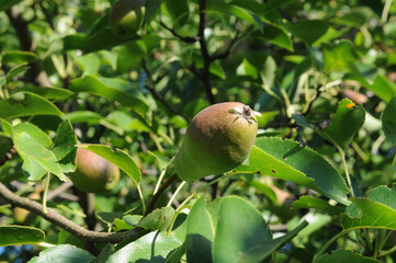 pear fruit on the tree in the orchard, close up