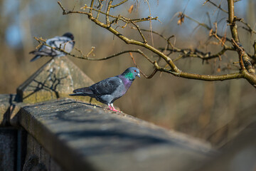 Pigeon perched on stone wall near tree branch.