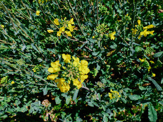 Closeup of rape plant