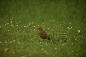 bird in the grass