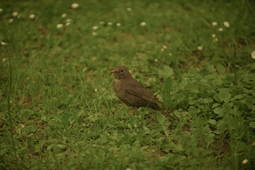 bird of prey