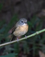 pale-chinned flycatcher or Cyornis poliogenys seen in Karimganj, Assam, India