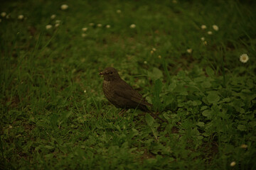 bird of prey