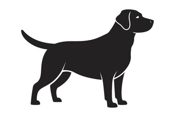 Fototapeta premium black labrador retriever dog