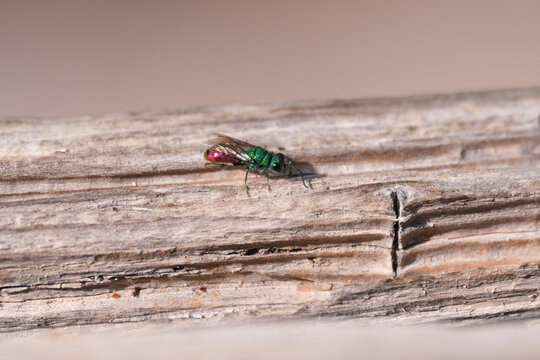 A cuckoo wasp sitting on the weathered timbers of a wooden house.