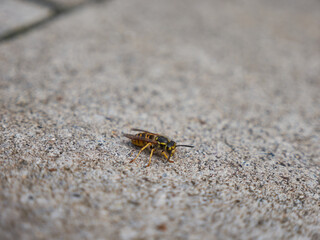 Closeup shot of a honeybee