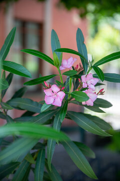 oleandro in fiore