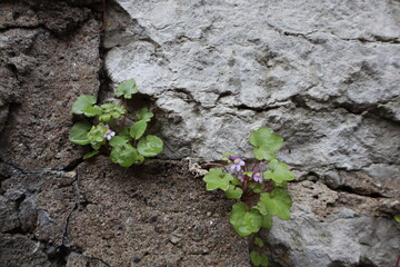 Cracked Stone Wall with Green Plants and Purple Flowers – Natural Texture Close-Up