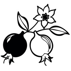 Black and White Pomegranate Blossom and Fruit Illustration