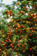 Bright orange berries grow abundantly on a lush green plant during the late summer