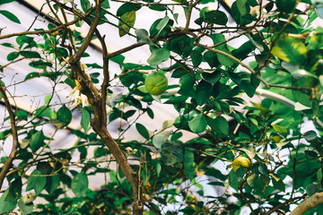 Lemon tree with green leaves and fruit growing in a greenhouse during the daytime