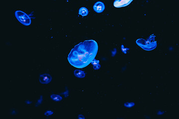 Colorful jellyfish swimming gracefully in deep blue waters during a calm evening