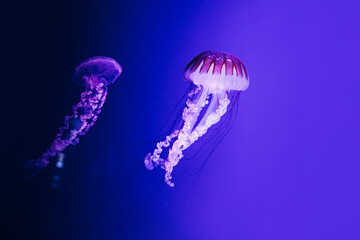 Colorful jellyfish glide gracefully through dark waters in an aquarium at night © ir1ska