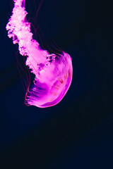 Colorful jellyfish gracefully swimming in dark water during evening hours © ir1ska