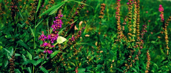 a field full of plants and flowers in the middle of the day