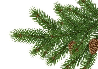 Festive Evergreen Branch with Pine Cones - Lush green pine branch with two detailed pine cones, isolated on white background. Perfect for holiday designs